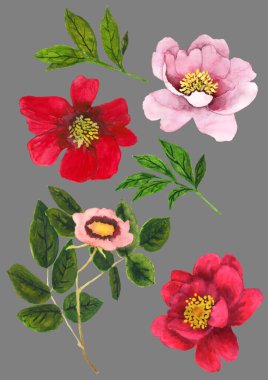 Güzel el çizimi çiçekler. Gri arkaplanda yüksek kaliteli suluboya çizimi izole edildi.