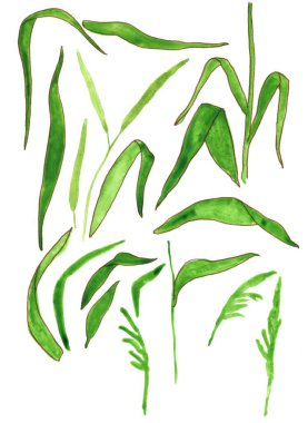 El yapımı çimen sapları hazır. Suluboya çizimi beyaz arkaplanda izole edildi.