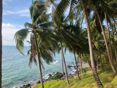 Güzel bir sahilde hindistan cevizi ağaçları koleksiyonu.