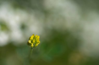 Çiçekli ve gece çekimli Macro albümü