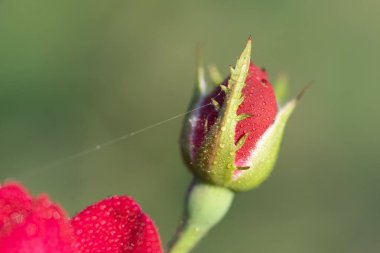 Çiçekli ve gece çekimli Macro albümü