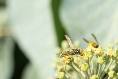 Çiçekli ve gece çekimli Macro albümü