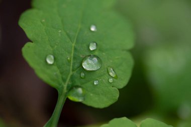 Çiçekli ve gece çekimli Macro albümü