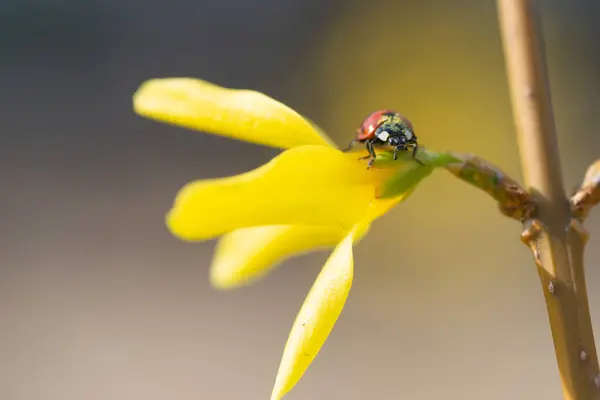 Stock image Macro album with flowers and night shots