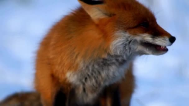 Fox Φαγητό Ημέρα Χιονιού Υψηλής Ποιότητας Πλάνα — Αρχείο Βίντεο