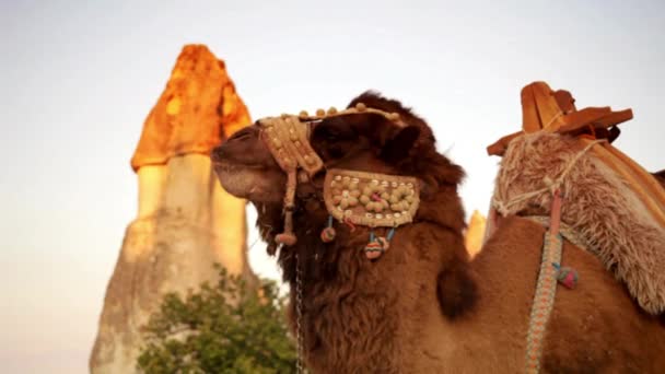 Καμήλα Moroccan Sahara Marocain Υψηλής Ποιότητας — Αρχείο Βίντεο