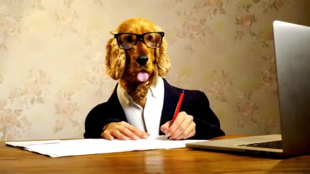 Pies Nosi Garnitur Okulary Robi Trochę Papierkowej Roboty Wysokiej Jakości — Wideo stockowe