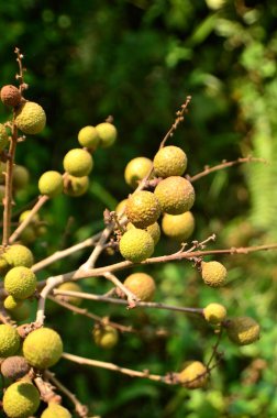 Dimocarpus longan, meyveler yuvarlak, sarımsı yeşil ağaçların üzerinde..