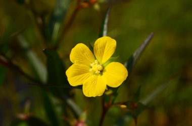 Ludwigia Hyssopifolia, ağaçta çiçekler açıyor. Çiçek yaprakları, papatyalar ve mantarlar sarıdır..