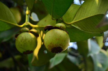 Mangosteen veya Garcinia mangostana, meyve henüz olgunlaşmamışsa ve sık yapraklarla dolu bir ağaç dalında ise yeşildir..