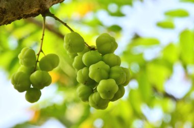 Phyllanthus acidus, meyve kümeleri ağaç dalları üzerinde sıkı demetler oluşturmak için bir araya gelir ve parlak yeşil renktedir..