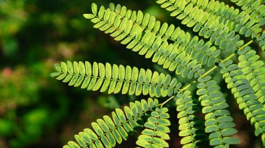 Paraserianthes falkataria yapraklarının bir parmak deseni vardır, yaşlandıklarında rengi sarımsı yeşildir..