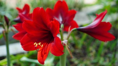 Parkta kırmızı Amaryllis çiçekleri açıyor. Yapraklar trompet şeklindedir. Rengi kırmızıdır ve öne doğru uzanan sarı bir çam çiçeğidir..