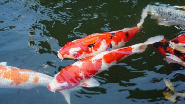 Her zaman dalgalanan ve akan suda yüzen birkaç koi balığı veya cyprinus rubrofuscus..