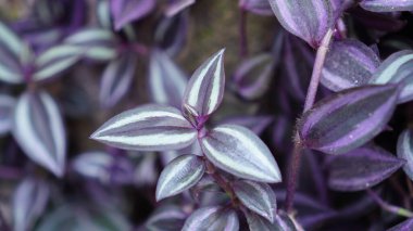 Tradescantia zebrina, parlak, sivri oval çizgileri olan mor yapraklı bir tırmanma bitkisi türü..