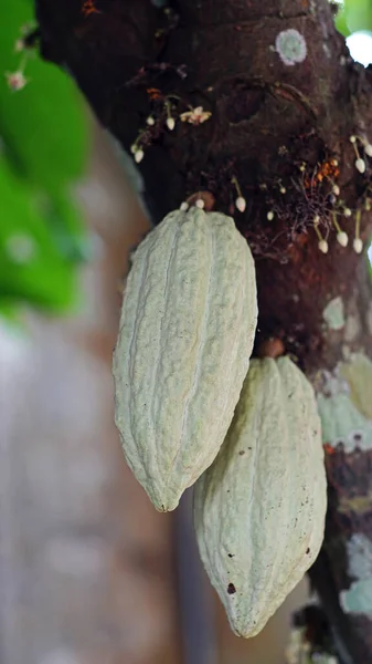 The white fruit of Theobroma cacao is on a tree branch.