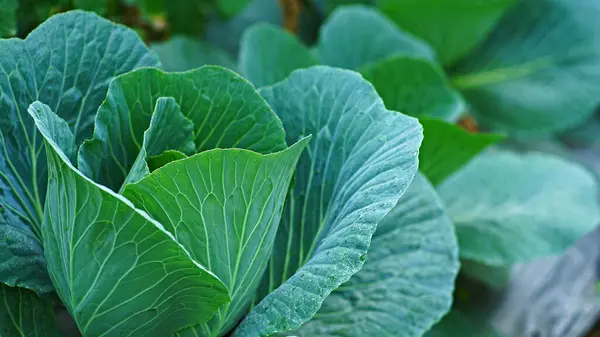 Taze lahanalar. Bahçede Brassica oleracea yeşili. Yüzeyinde iğne ve yaprak damarları var..