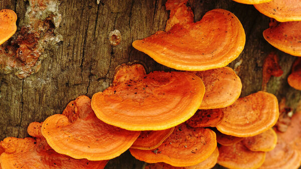 Pycnoporus sanguineus or Tropical cinnabar bracket is a reddish-yellow fungus with a semicircular crown.