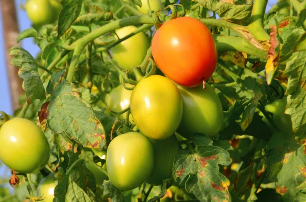 some tomatoes in the garden, they are green when unripe and red when ripe