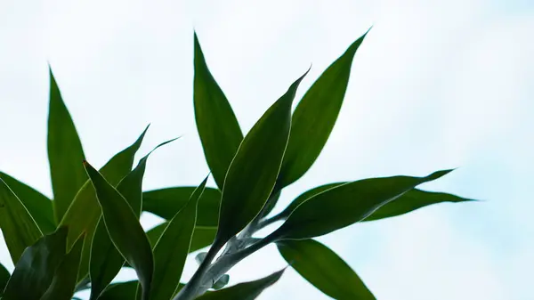 Dracaena Sanderiana bulutlu bir arka planda oval şekilli yeşil yapraklara sahip..