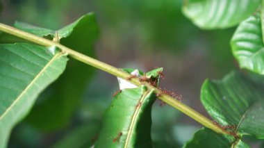 Weaver karıncaları veya Oecophylla Smaragdina kümesi yeşil yapraklar üzerinde yuva olarak.