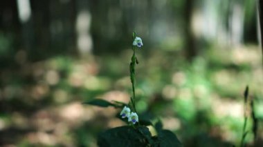 Asistasia indica, çiçekler beyazdır ortasında mor bir kombinasyon vardır, bahçede çiçek açar..