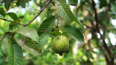 Guava rüzgarla savrulan yapraklı bir ağacın dalında.