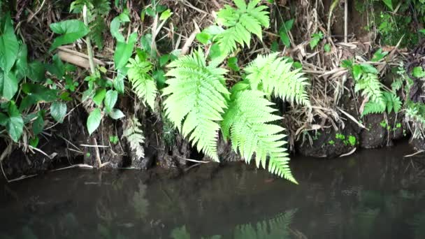 Paproć Rodzaju Tectaria Lesie Jej Szerokie Zielone Liście Kołyszące Się — Wideo stockowe