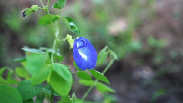 Květiny Kvetou Zahradě Vál Jemný Vánek Modrá Vrásčitými Okvětními Lístky — Stock video