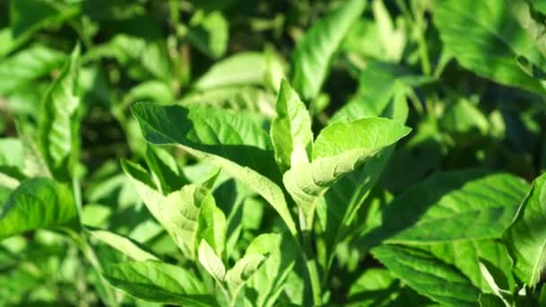 Vernonia Amygdalina Folhas Verdes Com Galhos Imponentes Soprando Vento Jardim — Vídeo de Stock