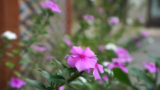 Madagáscar Periwinkle Catharanthus Roseus Balançando Vento Jardim — Vídeo de Stock