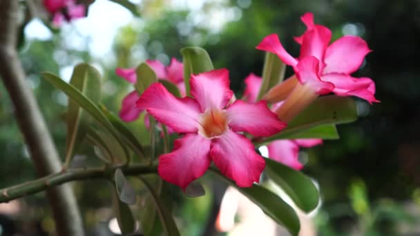 Квіти Аденію Цвітуть Деревах Підірваних Ніжним Бризом Пелюстки Рожеві Яскравим — стокове відео