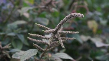 Amaranthus 'un çiçekleri rüzgarda sallanıyor bahçede..