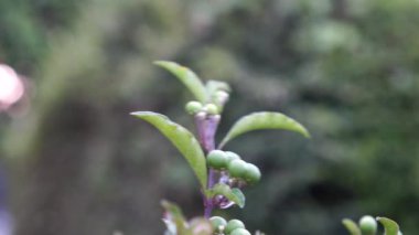 Solanum diphyllum, aynı zamanda İt üzümü olarak da bilinir, bahçede rüzgarda sallanan ağaç gövdesine sahiptir..