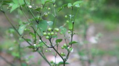 Bahçedeki solanum americanum, olgunlaşmamış meyveler parlak yeşildir. Topaklar yoğun bir şekilde ağaç dallarına toplanmış yeşil yapraklarla..