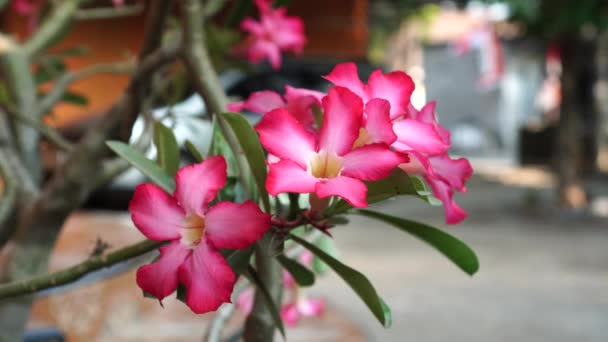 Adenium Obesum Flori Înfloresc Copacii Suflați Briza Blândă Petalele Sunt — Videoclip de stoc