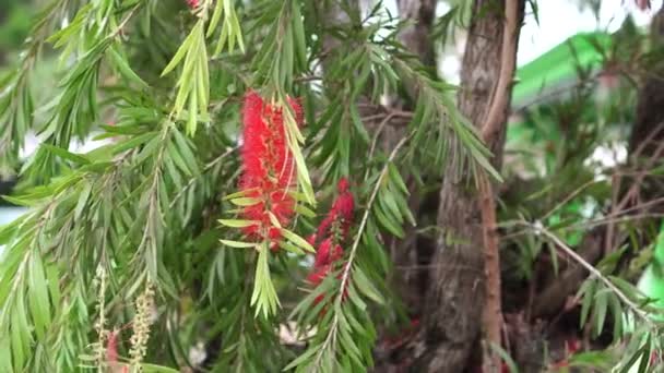 Melaleuca Citrina Fleurs Rouges Feuilles Vertes Denses Soufflant Dans Vent — Video