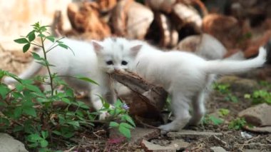 Yavru kedi bahçede oynuyor. Kafasında siyah bir leke olan beyaz bir kedi.