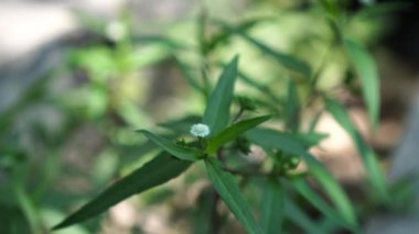 Eclipta prostrata, yeşil uçlu beyaz çiçekler bahçede rüzgarda esen oval yapraklar..