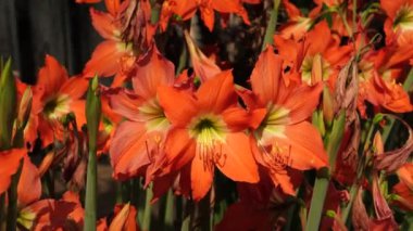 Hippeastrum striatum, çiçeklerin üzerinde ince çizgiler bulunan turuncu yaprakları vardır. Bu yemyeşil bitki bahçede rüzgarda sallanıyor..
