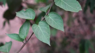 Bahçedeki paederia foetida, yapraklar geniş oval şekilli, sürünen saplı yeşil..