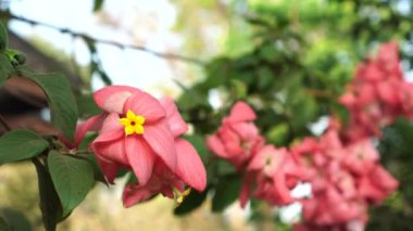 Mussaenda philippica, bahçede çiçekler açıyor. Pembe renk, küçük sarı yıldız yapraklı yoğun yaprakları andırır..