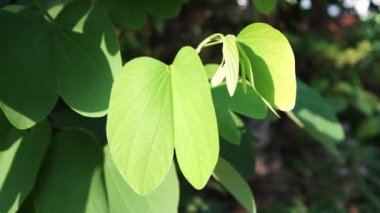 Ağaç dalındaki Bauhinia purpurea yaprakları, yeşil çizgili kelebek kanatlarına benzer..