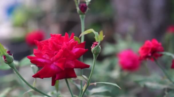 Rosa Chinensis Kwiaty Kwitną Ogrodzie Kolor Jest Czerwony Płatkami Które — Wideo stockowe