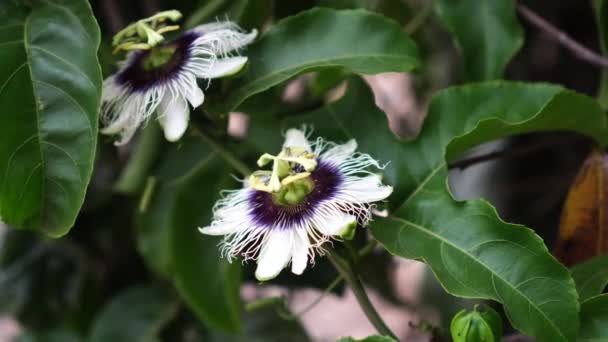 Квіти Пассіфлори Едуліс Цвітуть Саду Вони Білі Поєднанням Фіолетового Середині — стокове відео