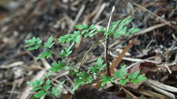 Ligodium Japonicum Ogrodzie Zielone Liście Kształcie Palca Pełzającymi Łodygami — Wideo stockowe