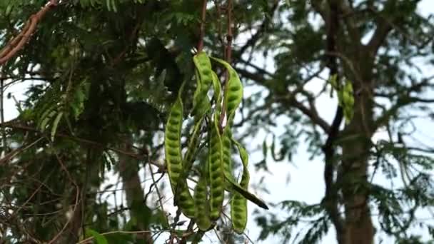Parkia Speciosa ポッドはタイトな束で緑色で 木の枝から掛かっています — ストック動画