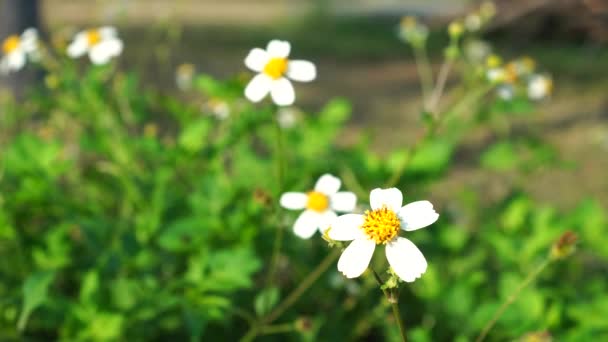Bidens Alba Virágok Virágoznak Ágak Fehér Szirmok Sárga Tűzhelyek — Stock videók