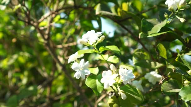 Kwiaty Jaśminu Lub Jaśminu Kwitną Gałęziach Drzew Białe Gęstymi Zielonymi — Wideo stockowe