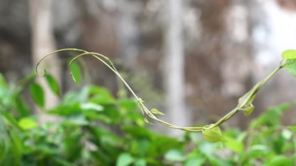 Βλαστοί Ενός Φυτού Paederia Foetida Που Φυσάει Στον Άνεμο Στον — Αρχείο Βίντεο